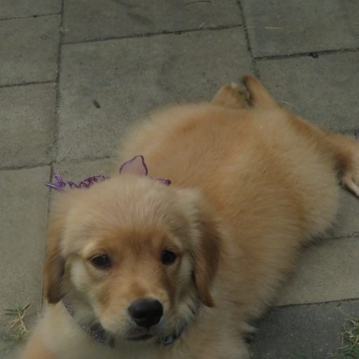 Truffle 2